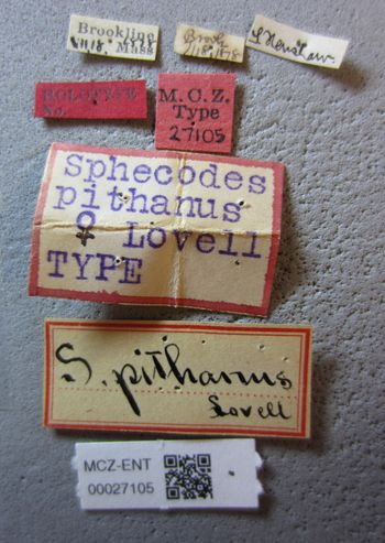 Media type: image;   Entomology 27105 Aspect: labels